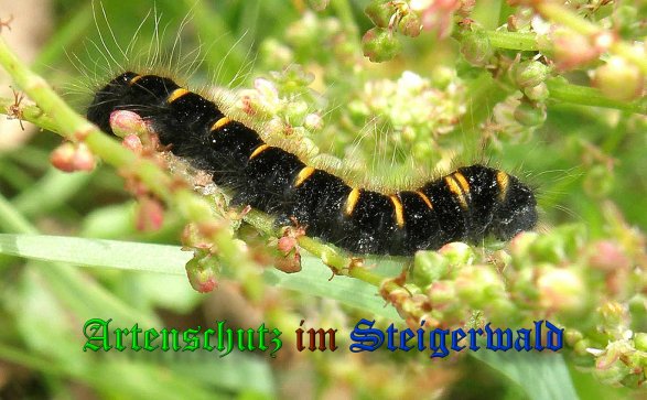 Copyright AiS- Albert Meier Bild zum Eintrag (39263-160)