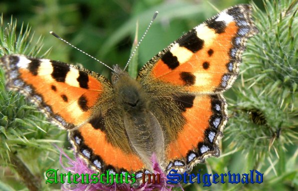 Copyright AiS- Albert Meier Bild zum Eintrag (39265-160)