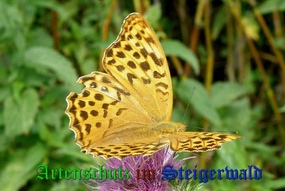 Copyright AiS- Albert Meier Bild zum Eintrag (39268-160)