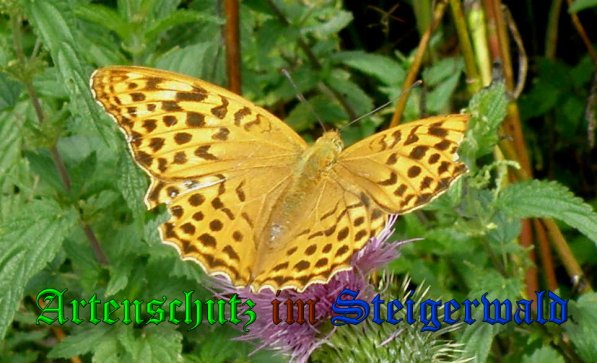 Copyright AiS- Albert Meier Bild zum Eintrag (39269-160)
