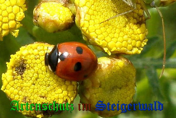Copyright AiS- Albert Meier Bild zum Eintrag (39275-160)