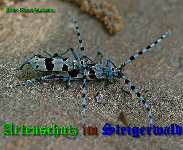 Copyright AiS-Klaus Sanwald Bild zum Eintrag (39307-160)
