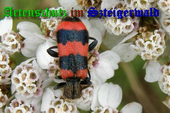Copyright AiS- Albert Meier Bild zum Eintrag (39357-160)