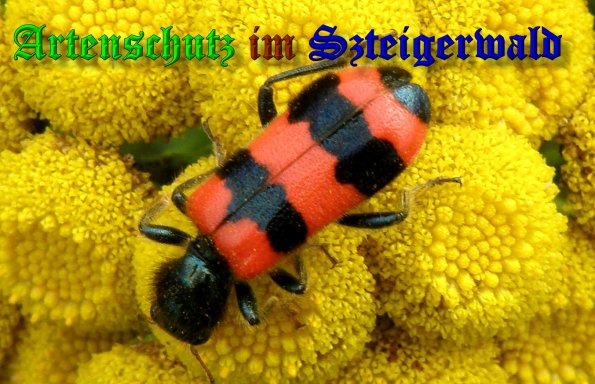Copyright AiS- Albert Meier Bild zum Eintrag (39358-160)
