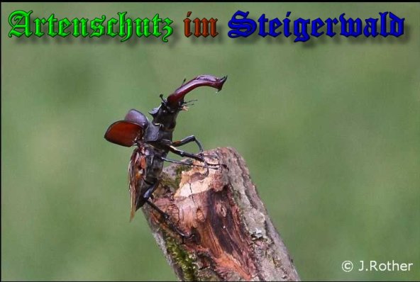 Copyright AiS-Johannes Rother Bild zum Eintrag (39374-160)