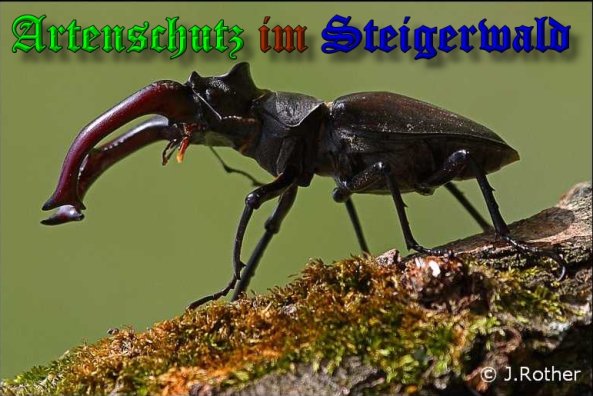 Copyright AiS-Johannes Rother Bild zum Eintrag (39375-160)