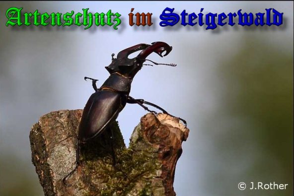 Copyright AiS-Johannes Rother Bild zum Eintrag (39376-160)