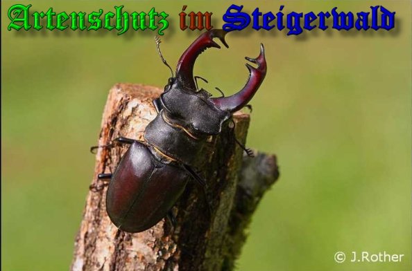 Copyright AiS-Johannes Rother Bild zum Eintrag (39377-160)