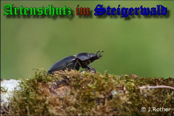 Copyright AiS-Johannes Rother Bild zum Eintrag (39378-160)