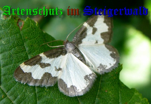 Copyright AiS- Albert Meier Bild zum Eintrag (39397-160)