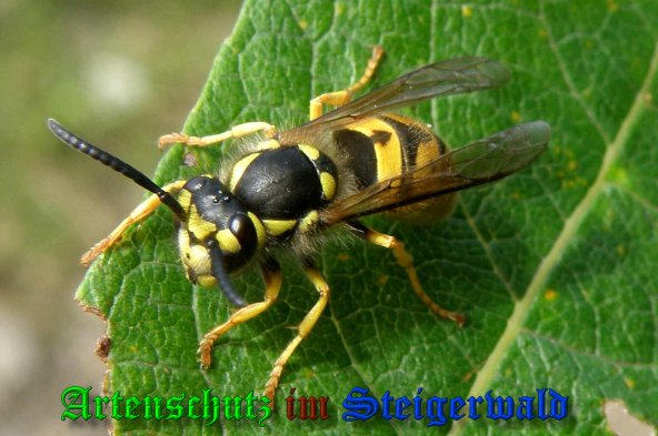Copyright AiS- Albert Meier Bild zum Eintrag (39456-160)