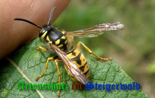 Bild zum Eintrag (39463-160)