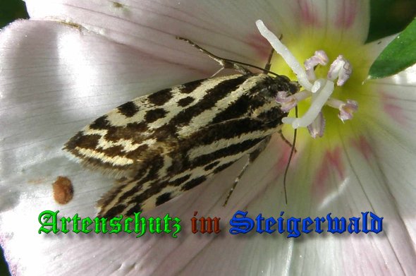 Copyright AiS- Albert Meier Bild zum Eintrag (39473-160)