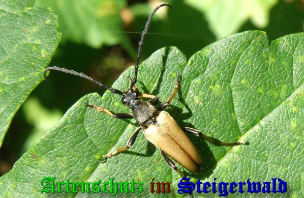Copyright AiS- Albert Meier Bild zum Eintrag (39515-160)