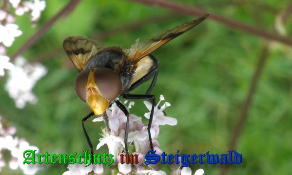 Copyright AiS- Albert Meier Bild zum Eintrag (39554-160)