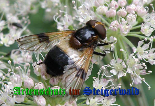 Copyright AiS- Albert Meier Bild zum Eintrag (39555-160)