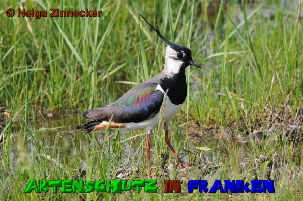Copyright AiS Helga Zinnecker Bild zum Eintrag (39605-160)