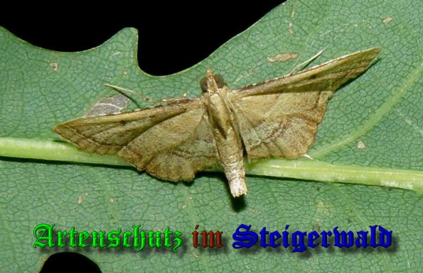 Copyright AiS- Albert Meier Bild zum Eintrag (39629-160)