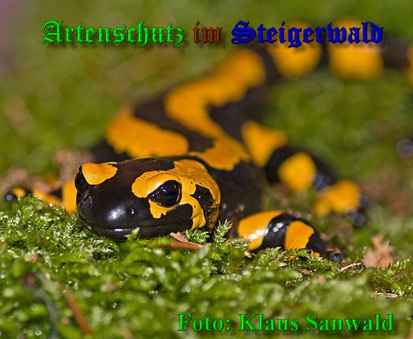 Copyright AiS-Klaus Sanwald Bild zum Eintrag (39666-160)