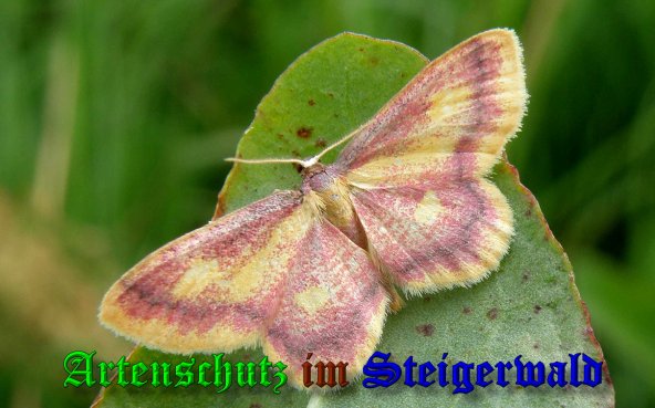 Copyright AiS- Albert Meier Bild zum Eintrag (39717-160)