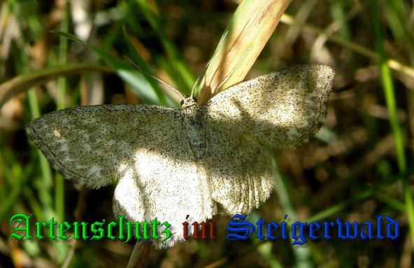Copyright AiS- Albert Meier Bild zum Eintrag (39741-160)