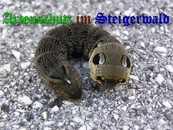 Copyright AiS-Kunze Bild zum Eintrag (39759-160)