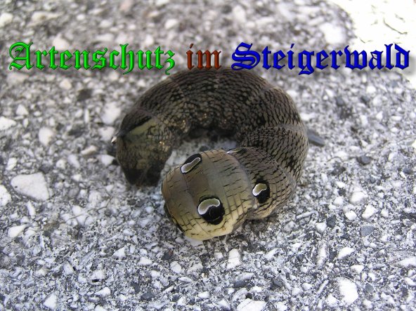 Copyright AiS-Kunze Bild zum Eintrag (39760-160)