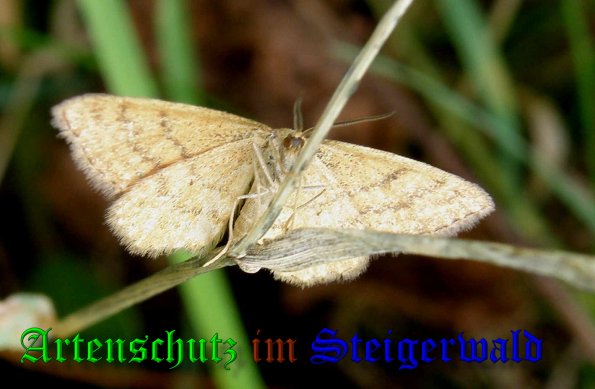 Copyright AiS- Albert Meier Bild zum Eintrag (39780-160)