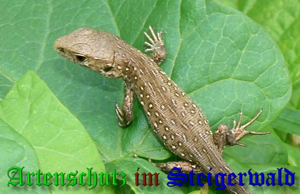 Copyright AiS- Albert Meier Bild zum Eintrag (39838-160)