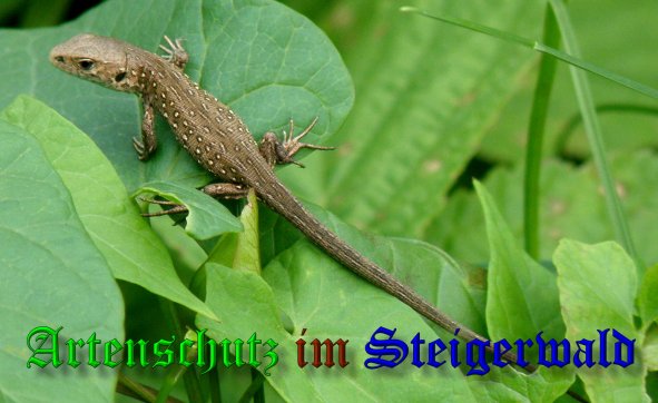 Copyright AiS- Albert Meier Bild zum Eintrag (39839-160)