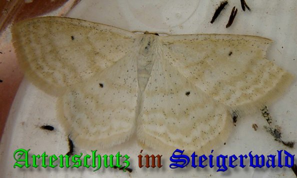 Copyright AiS- Albert Meier Bild zum Eintrag (39890-160)