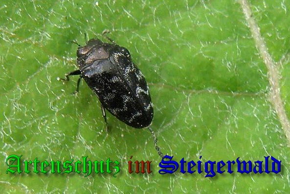 Copyright AiS- Albert Meier Bild zum Eintrag (39990-160)