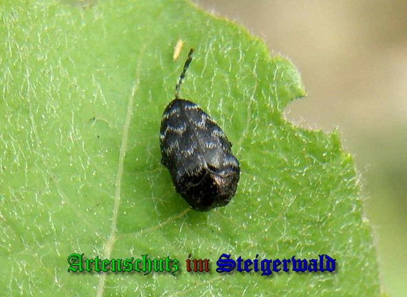 Copyright AiS- Albert Meier Bild zum Eintrag (39991-160)