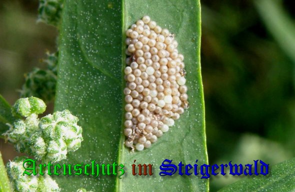 Copyright AiS- Albert Meier Bild zum Eintrag (39994-160)
