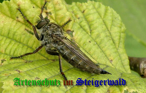 Copyright AiS- Albert Meier Bild zum Eintrag (40007-160)