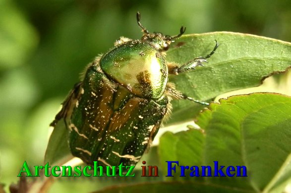 Copyright AiS- Albert Meier Bild zum Eintrag (40042-160)