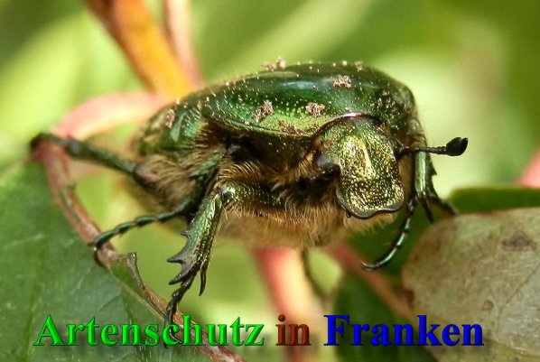 Copyright AiF- Albert Meier Bild zum Eintrag (40043-160)