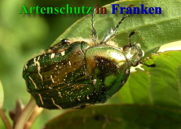 Copyright AiF- Albert Meier Bild zum Eintrag (40044-160)