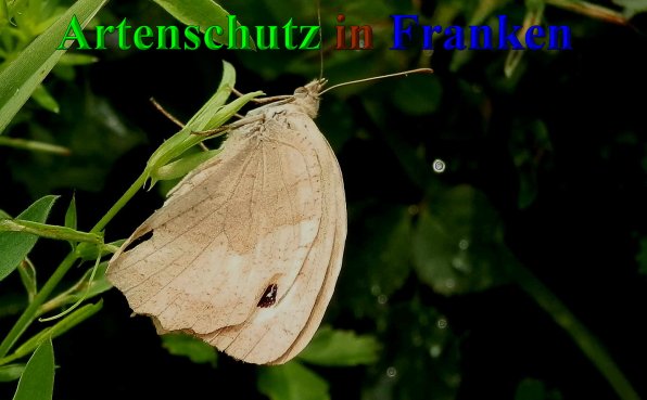 Copyright AiS- Albert Meier Bild zum Eintrag (40045-160)