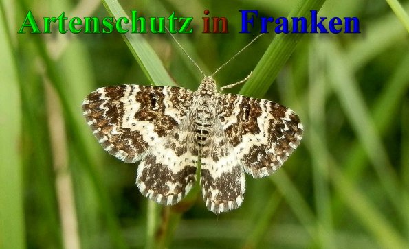 Copyright AiS- Albert Meier Bild zum Eintrag (40048-160)