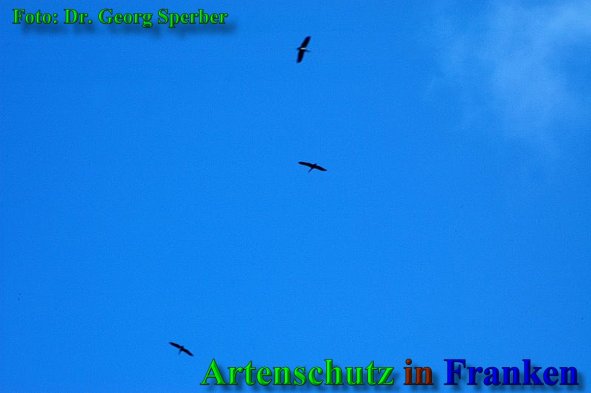 Copyright AiS - Dr. Georg Sperber Bild zum Eintrag (40099-160)