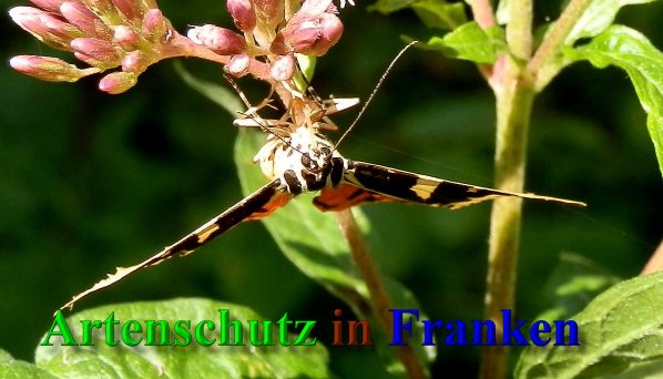 Copyright AiS- Albert Meier Bild zum Eintrag (40168-160)