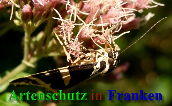Copyright AiS- Albert Meier Bild zum Eintrag (40169-160)