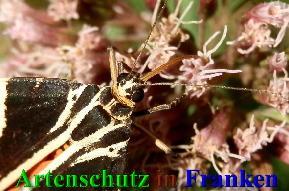 Copyright AiS- Albert Meier Bild zum Eintrag (40170-160)