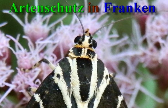 Copyright AiS- Albert Meier Bild zum Eintrag (40173-160)