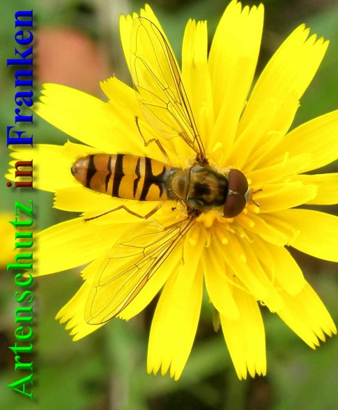 Copyright AiS- Albert Meier Bild zum Eintrag (40200-160)
