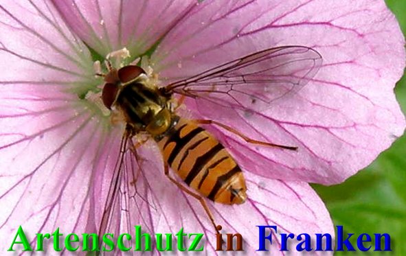 Copyright AiS- Albert Meier Bild zum Eintrag (40201-160)