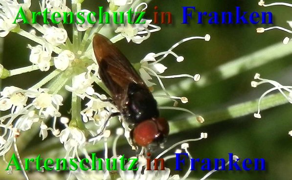 Copyright AiS- Albert Meier Bild zum Eintrag (40204-160)