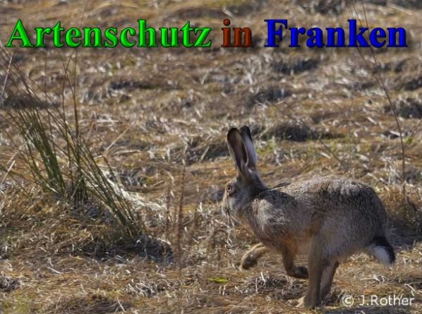Copyright AiS-Johannes Rother Bild zum Eintrag (40210-160)