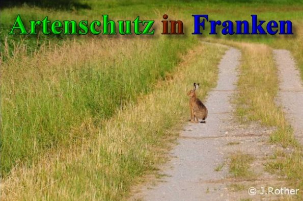 Copyright AiS-Johannes Rother Bild zum Eintrag (40211-160)